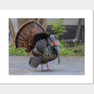 Urban Wild Turkey Posters and Art